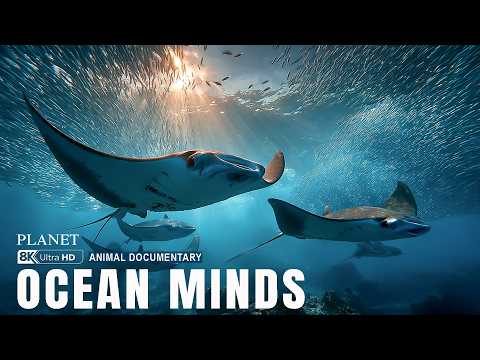 Smartest Animals in the Ocean 4K 🧠 | Hidden Intelligence of the Deep – Who Is the Smartest?