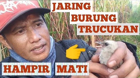 MenJaring Burung Trucukan, Hasil Burungnya Hampir Mati 🕊️