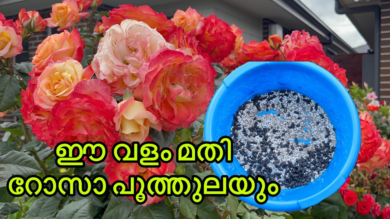 ഈ വളത്തിന്റെ ഒരു മാജിക്ക് | Rose Gardening Malayalam | Organic Rose Fertilizer Mix |വളത്തിന്റെ