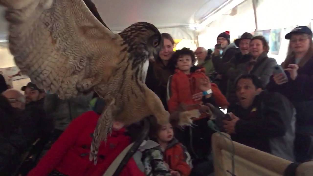 European Horned Owl  - Teatown - EagleFest 2016