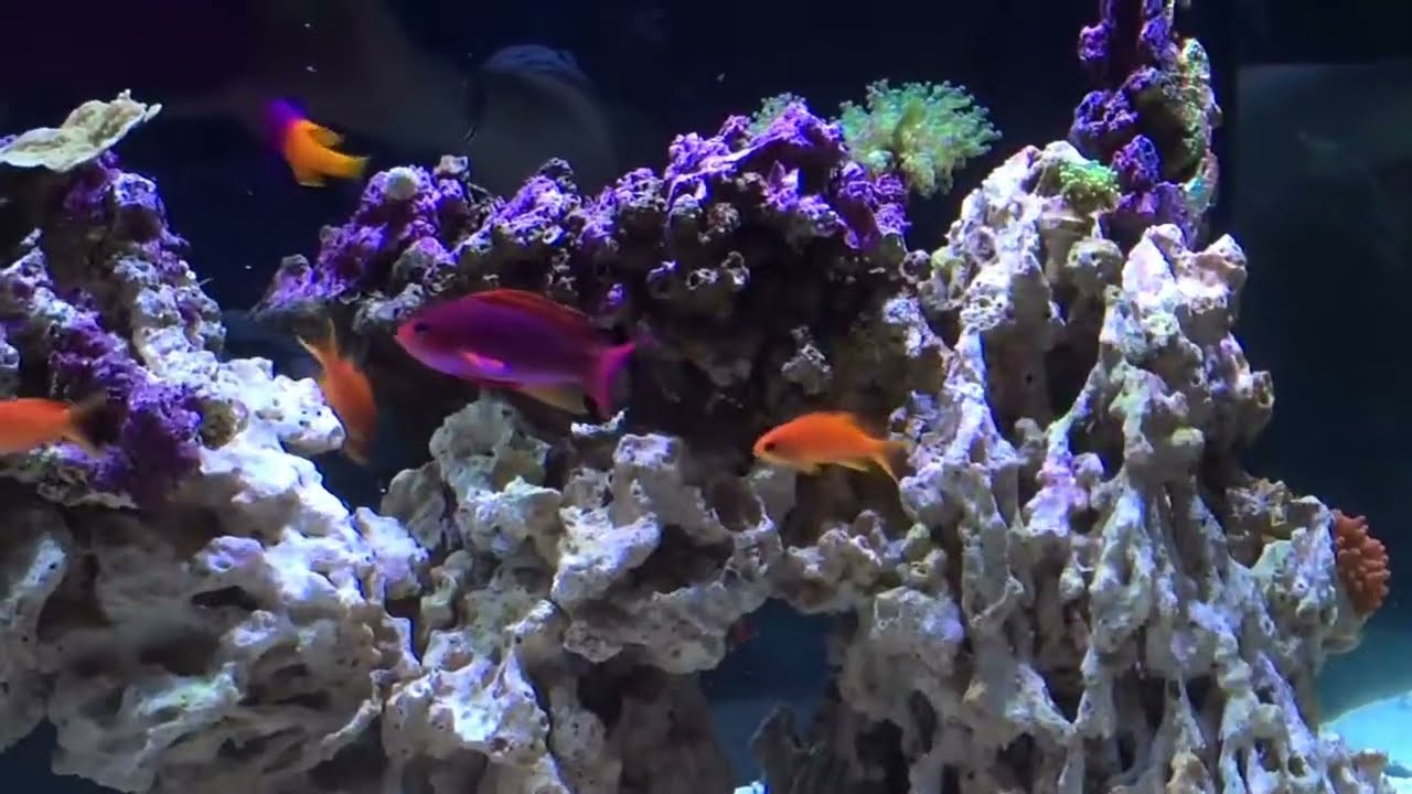 The Complete 120 Gallon In Wall Reef Build - 6 Week Update