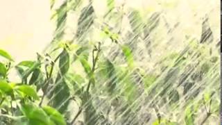 VIETNAM CHILI FARMERS