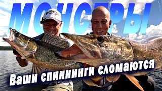 картинка: Хотели просто поймать окуней, но всё пошло не по плану. Щуки и судаки монстры вместо окуней