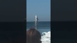 Shark Spotted Breaching Off Marina State Beach as State Parks Issues Shark Advisory