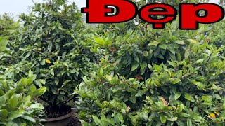 Download Lagu 25/12📱 038 6672832 gặp a Bừng📱 mai tàng thông chơi Tết hàng đẹp MP3