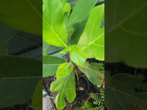 plant that survived last winter and freeze