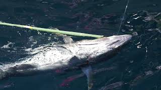 Big Game Pesaro (FIPSAS) screenshot 1