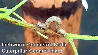 Inchworm | Geometrid moth Caterpillar(Geometridae)