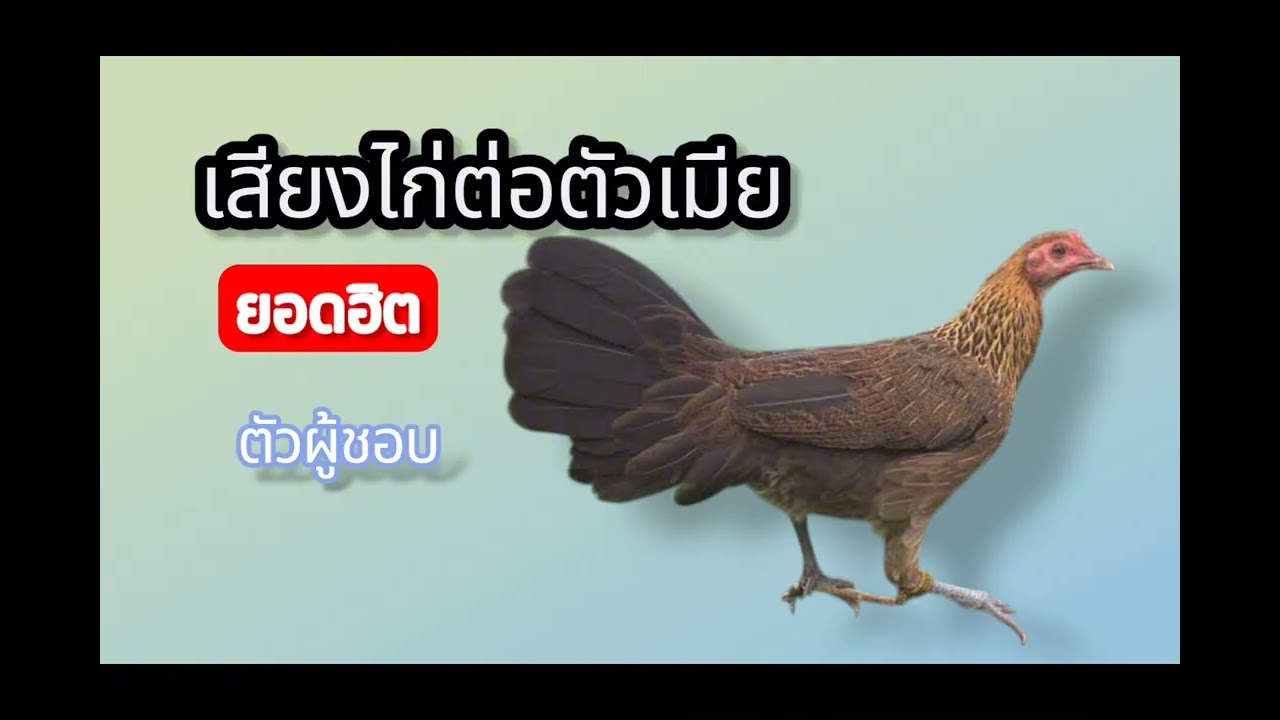 เสียงไก่ต่อตัวเมีย