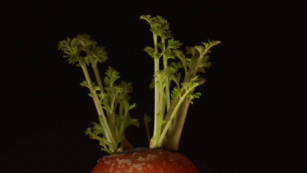 Sprouted Carrot Free Stock Creative Commons Video YouTube