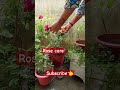 Rose care #rosecare #rose #flowers #rosetips #rosecaretips #rosegrowthing #gardening #shorts #yt