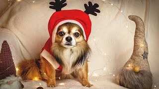 Funniest DOGS IN CHRISTMAS COSTUMES 2020 🎄 [Funny Pets]
