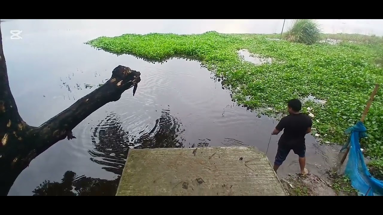 BDজাল দিয়ে মাছ ধরার ভিডিও /Fish taking video /fish content video/ fish ...