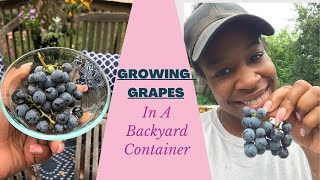 Growing Grapes in A Container 🍇 Broadway Gardener
