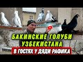 Игровые голуби! В ГОСТЯХ У ДЯДИ РАФИКА. БАКИНСКИЕ ГОЛУБИ УЗБЕКИСТАНА.