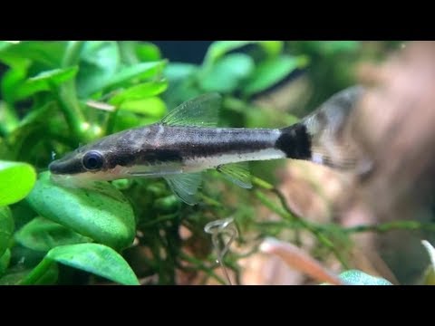 Video cá otto - Những công nhân dọn bể không biết mệt mỏi - youtube