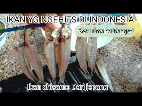 Cara Memasak Ikan Shisamo Goreng