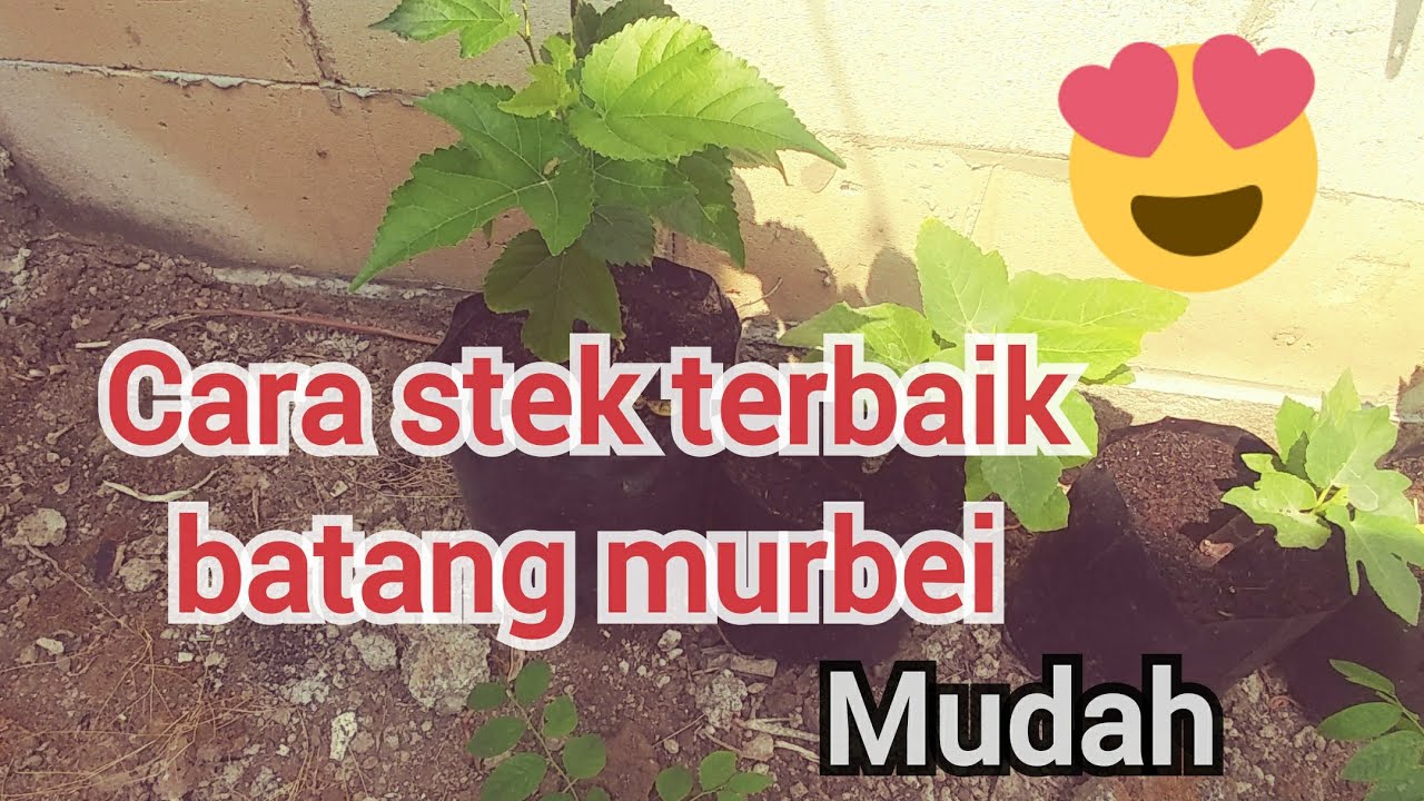 Cara menanam stek batang murbei 