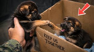 2 Shelter Puppies Refused to Separate So a Former Navy SEAL Fought to Keep Them Together