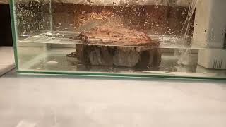 Setting kura kura semi akuatik dan akuatik