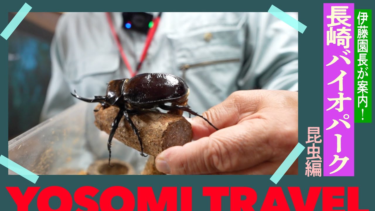 There are many different insects] I walked around Nagasaki Biopark