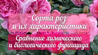 картинка: Сорта роз и их характеристики 🌹Сравнение химического и биологического фунгицида🦠