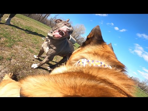 Aggressive Pit Bull Attacks Belgian Malinois At Dog Park. TRIGGER WARNING.