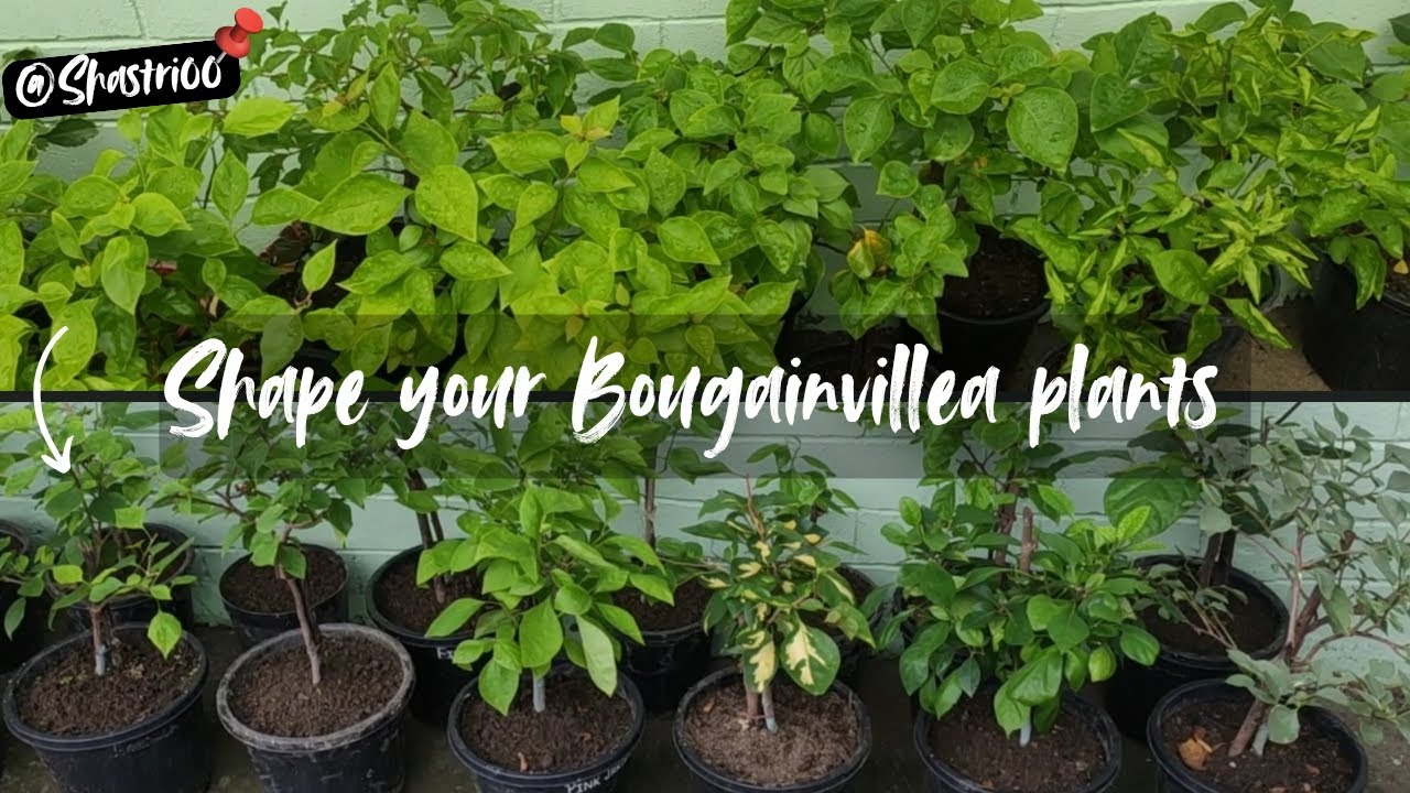 बोगेनवेलिया को अच्छा आकार कैसे दें | How to shape your Bougainvillea plants | 