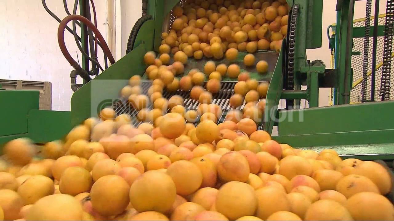 FILEGRAPEFRUIT MAY TURN PRESCRIPTION DRUGS DEADLY YouTube