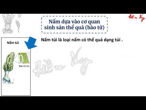 Video: Các loài nấm túi là gì?