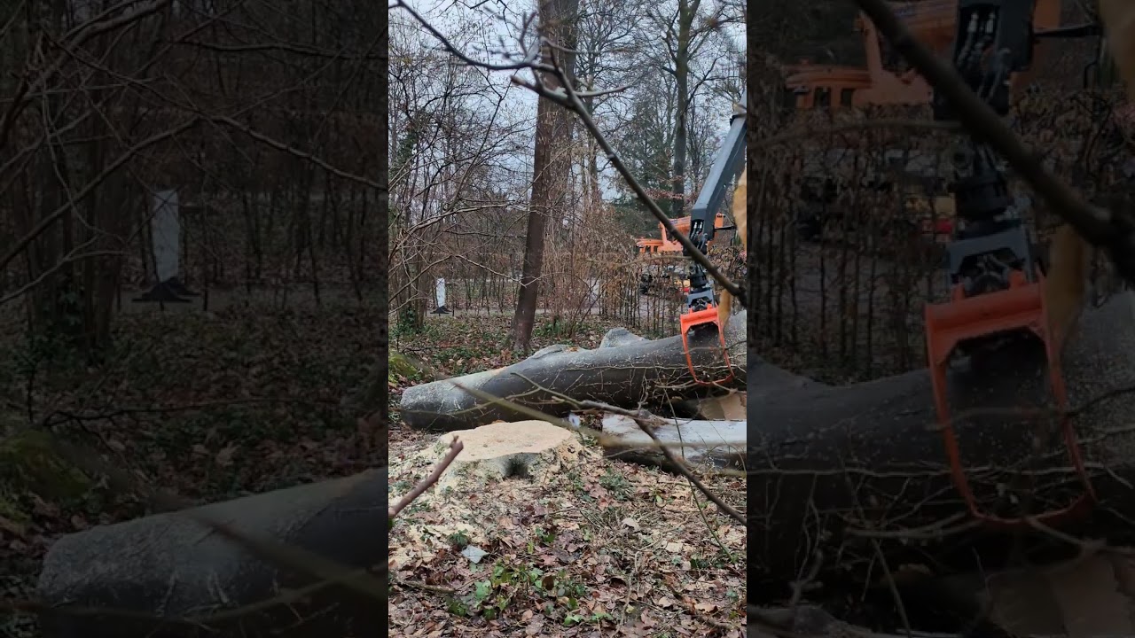 Шлоссгартен - Погрузка толстых брёвен - 12.янв.2026