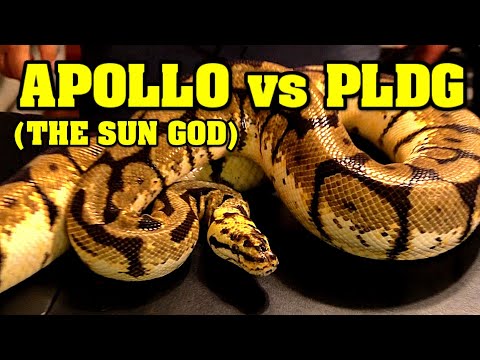 Bumblebee vs pastel lesser desert ghost.  Who is best?  Also, YouTube giveaway?