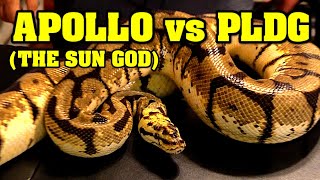 Celebrity Bumblebee vs pastel lesser desert ghost.  Who is best?  Also, YouTube giveaway? Wealth