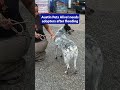 Austin Pets Alive! needs fosters after flooding