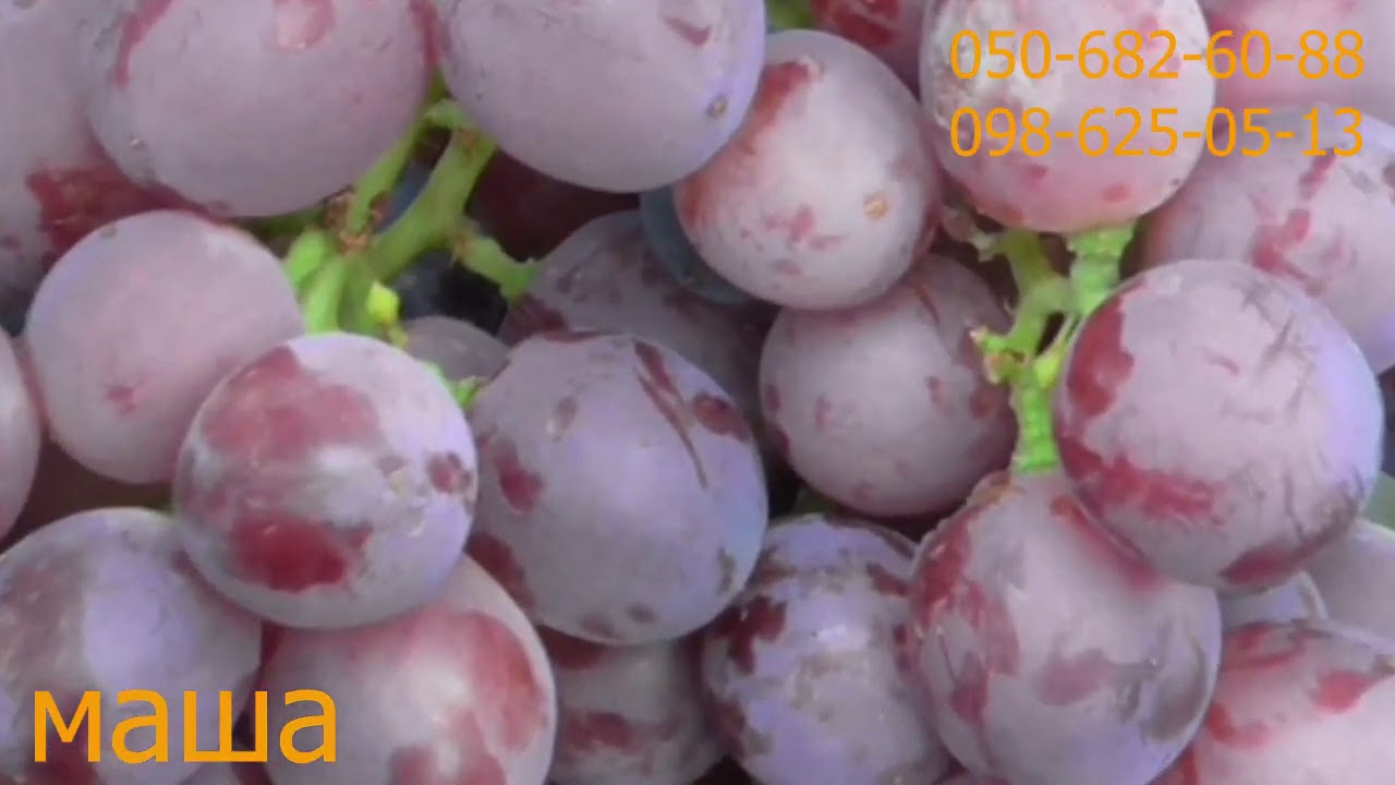 УЛЬТРАРАННИЕ ФОРМЫ ВИНОГРАДА 2020 г. АМАРАНД , МАША , БЕЛАЯ РОЗА ...