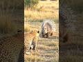 🐆Leopard vs Porcupine | One Wrong Attack  #shorts #wildlife #animals