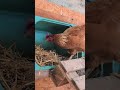 Clever Tips for Happy Chickens on Your Farm! 🐔 #farm #chickenlove #tips