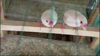 Celebrity White java finch breeder pair Profile
