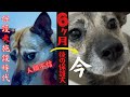 保護犬アッチャンの心を開くまでの6ヶ月の記録
