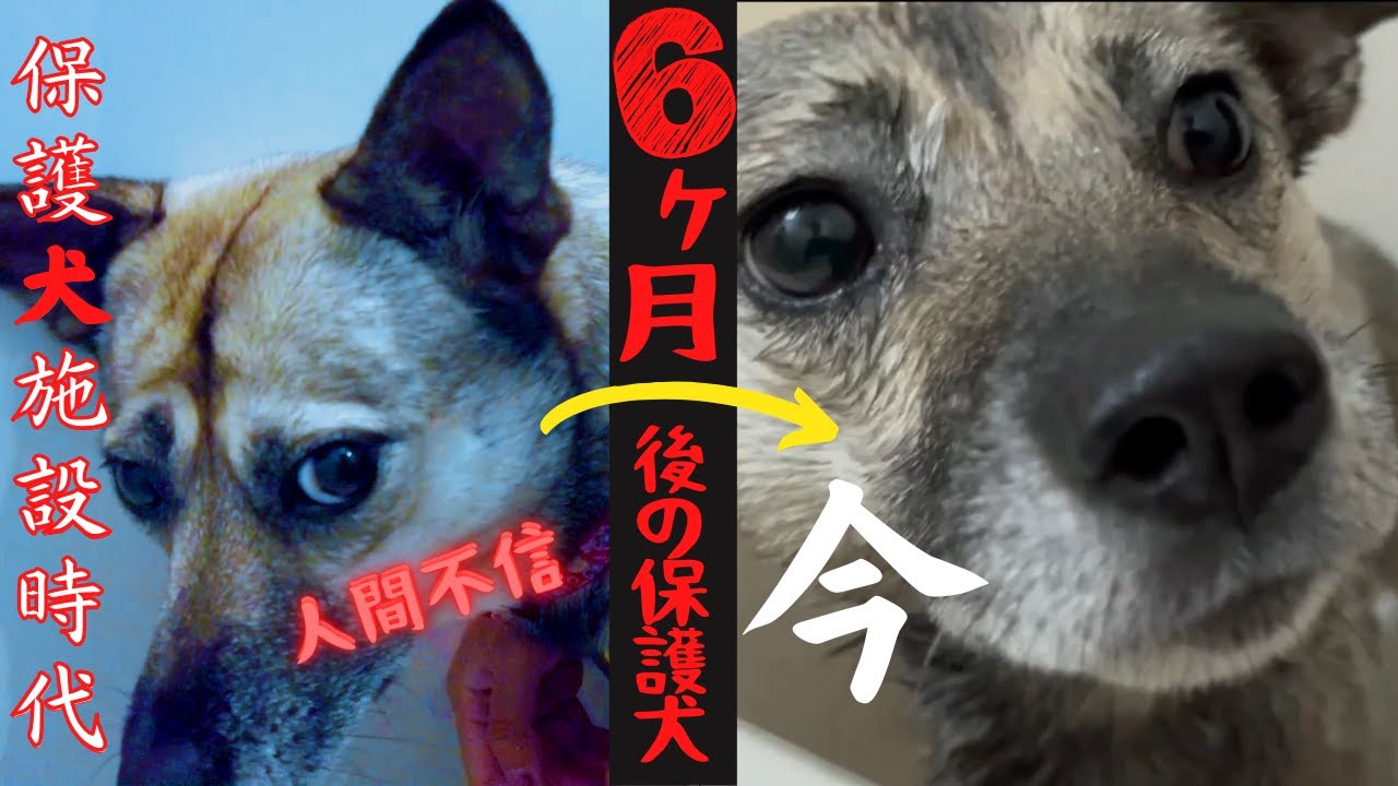 保護犬アッチャンの心を開くまでの６ヶ月の記録 Youtube