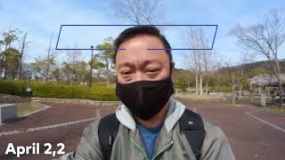 Cherry Blossomshanami At Shiawase No Mura & Going To An Onsen April2,2022