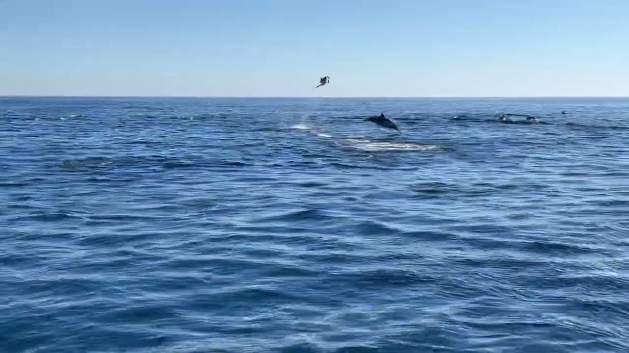 Long Beaked Common Dolphins Jumping 11/18/23 *short clip*