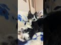 4779 目をつぶって🐱チャー
