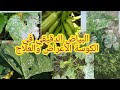 البياض الدقيقي في القرعيات الأعراض والعلاج حصريا على قناة الزواوي الزراعية