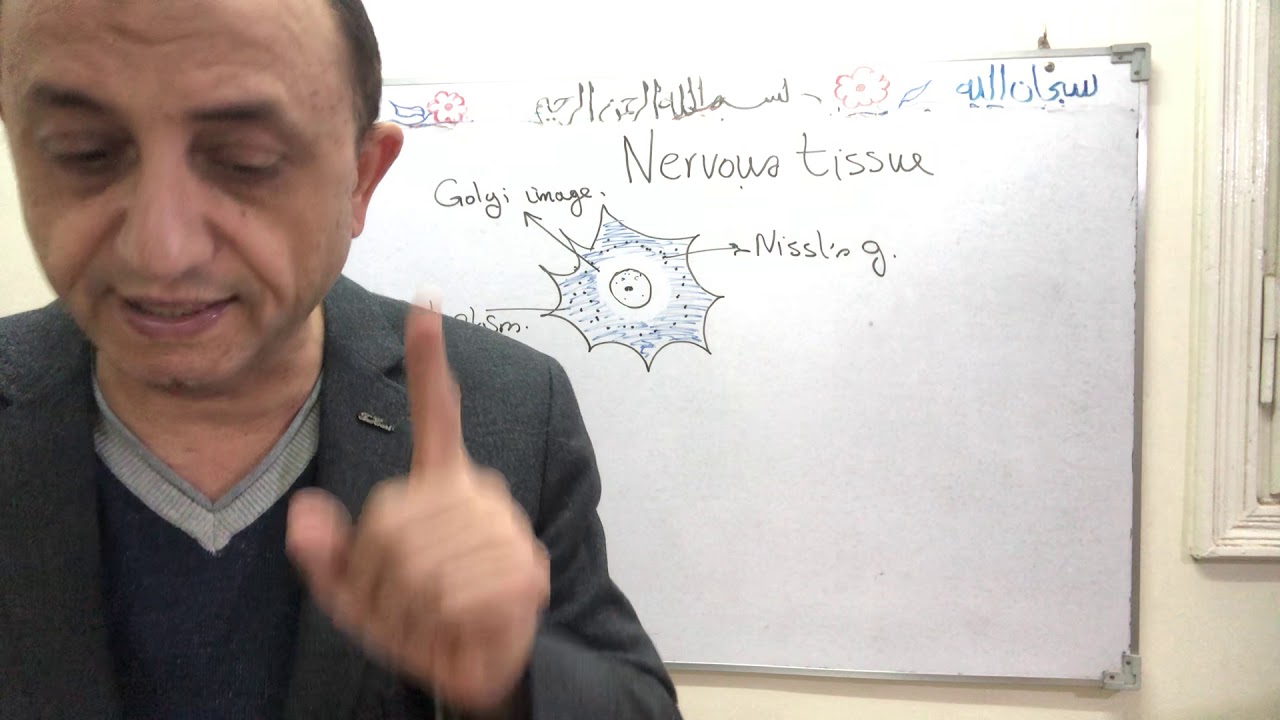 Nervous tissue part 1