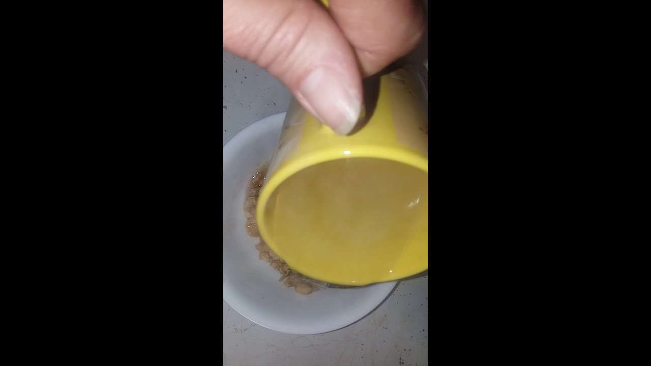 Rehydrating Freeze Dried Baked Beans from the Harvest Right freeze