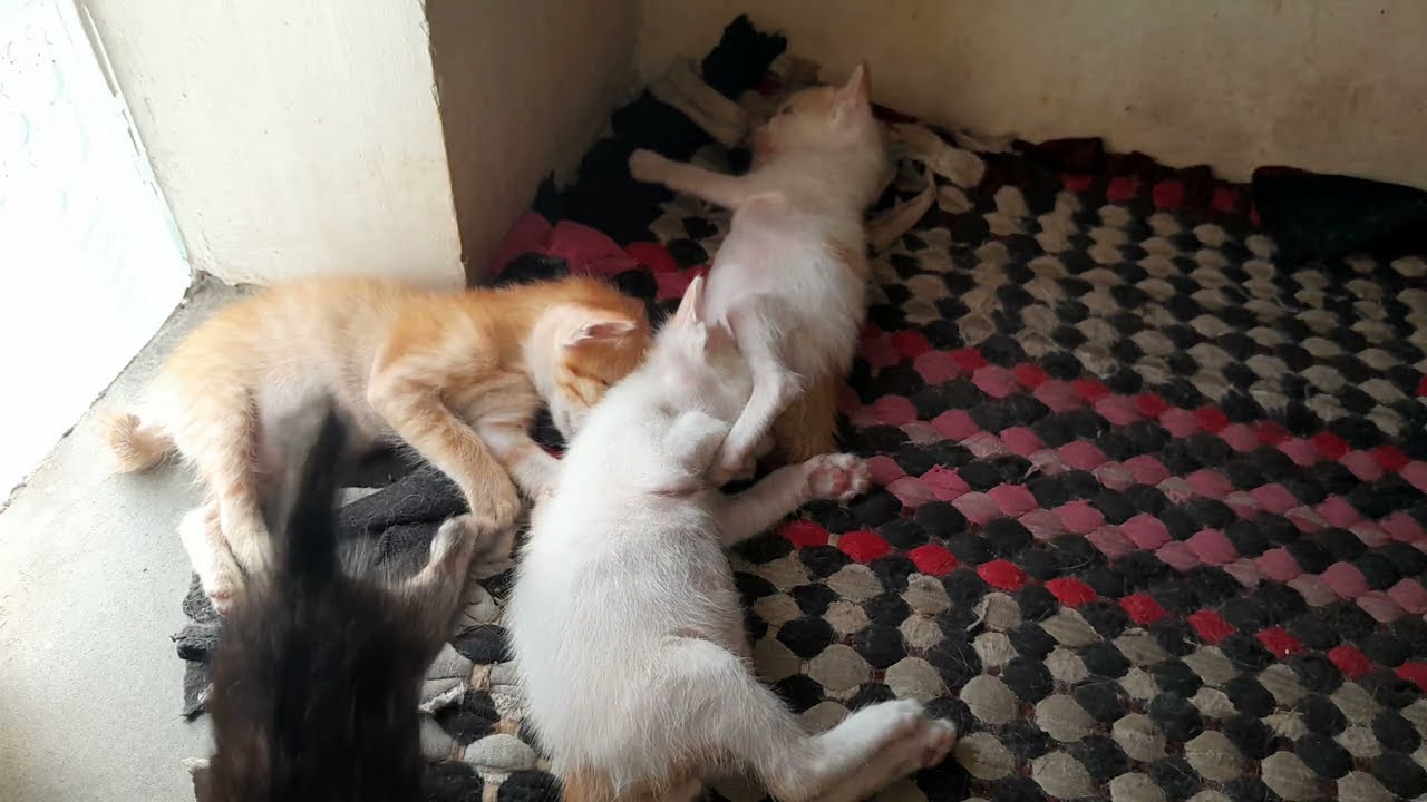 The adorable kittens are sleeping together after milk 
