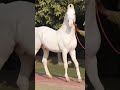 NO 1 MARWADI WHITE HORSE L Whatsappstatus 