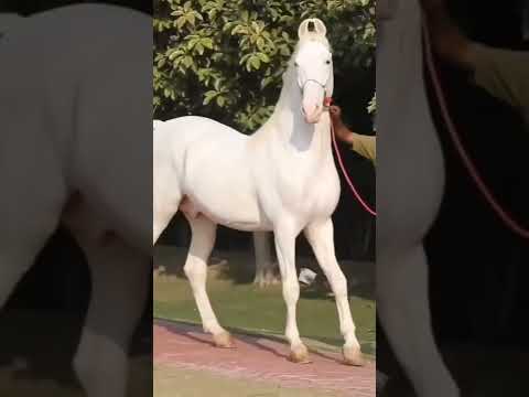 NO 1 MARWADI WHITE HORSE L Whatsappstatus 
