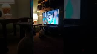 My cat watching funny animals videos